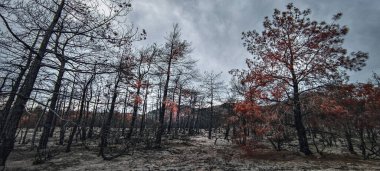 Dadia forest Restoration and Regrowth After Wildfire.