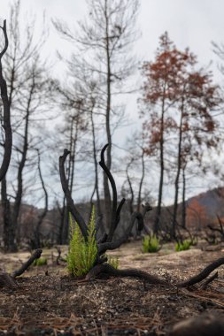 Dadia forest Restoration and Regrowth After Wildfire.
