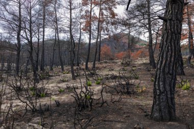 Dadia forest Restoration and Regrowth After Wildfire.