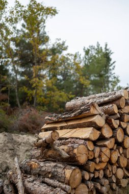 Hardwoods cutten from the forest for the fireplace.