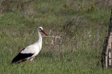 European White stork Ciconia Ciconia is the symbol of bird migration.