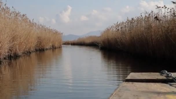Evros Delta National Park Thrace Evros Greece — Stockvideo
