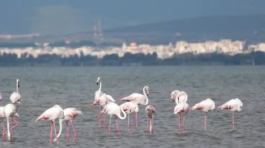 A Group of beautiful pink Flamingos walking on the beach of Alexandroupolis Greece.