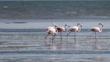 A Group of beautiful pink Flamingos walking on the beach of Alexandroupolis Greece.