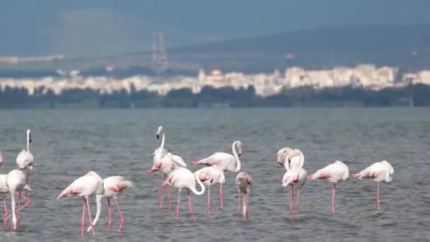 Group Beautiful Pink Flamingos Walking Beach Alexandroupolis Greece — Vídeo de stock