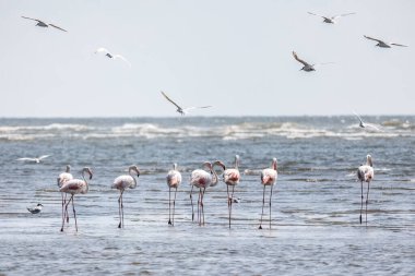 A Group of beautiful pink Flamingos walking on the beach of Alexandroupolis Greece.