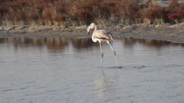 A Group of young Flamingos walking on Delta Evros.