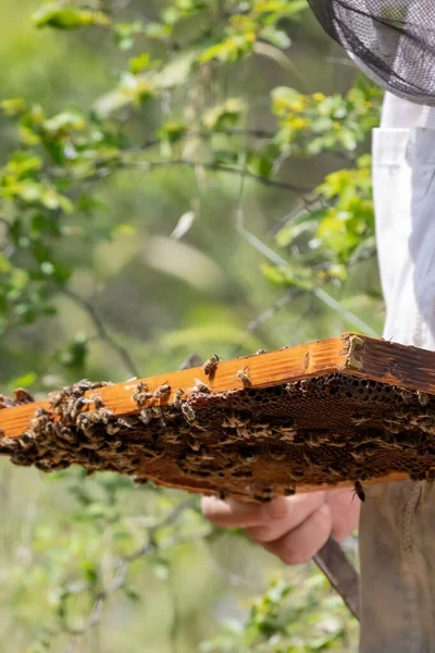 Apiary worker or beekeeper manage colonies of honeybees for the production of honey in the field.