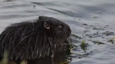 Nutria Myocastor coypus or coypu, is a semiaquatic rodent and invasive species.