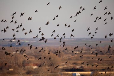 The flock of starlings birds on the evening sky Sunset color.