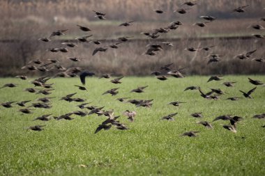 The flock of starlings birds on the evening sky Sunset color.