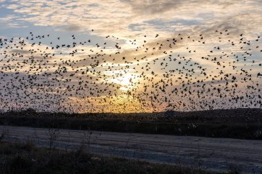 The flock of starlings birds on the evening sky Sunset color.