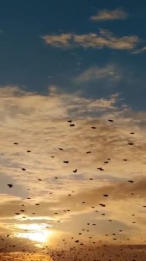 The flock of starlings birds on the evening sky Sunset color.