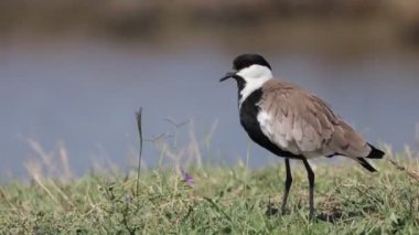 Delta Evros Yunanistan 'da kanatlı kanatlı veya pullu Vanellus Spinosus.