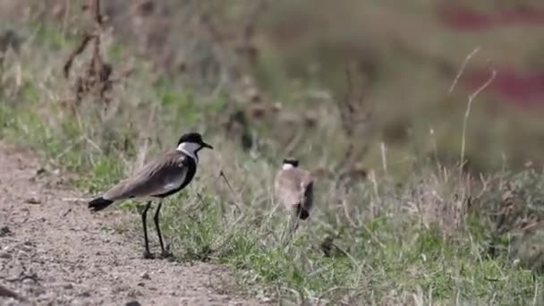 Spur Winged Lapwing Plover Vanellus Spinosus Delta Evros Greece — Stock video