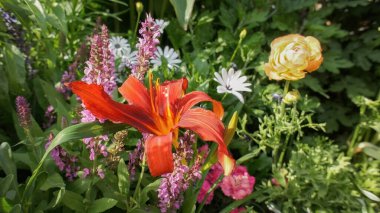 Hemerocallis rosso güzel kırmızı çiçek bahçede.