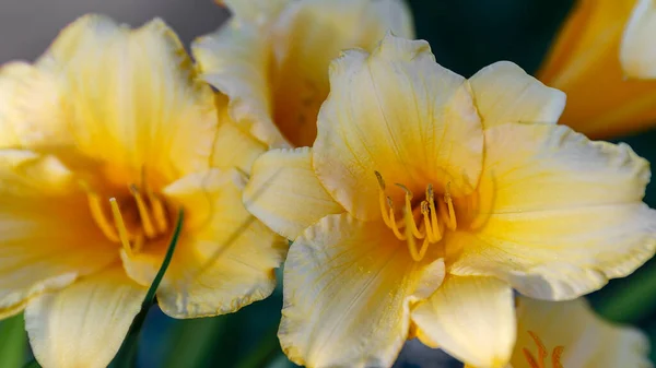 Hemerocallis Stella Oro Hermosa Flor Amarilla Jardín Imagen De Stock