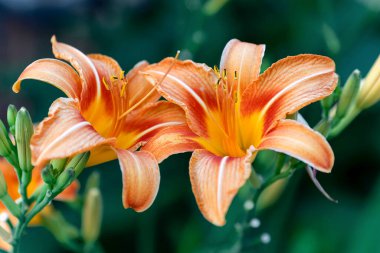 Hemerocallis fulva Bahçede güzel pembe çiçek.