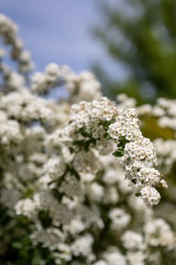 Bahçe tasarımında Spiraea beyaz ilkbahar çiçeği.