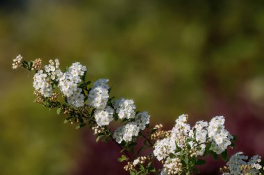 Bahçe tasarımında Spiraea beyaz ilkbahar çiçeği.