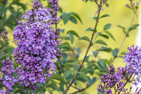 Şırınga kabalığı ya da bahçe tasarımında sıradan bir leylak..