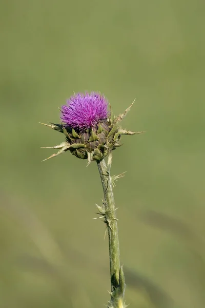 Silybum marianum or milk thistle purple flower is used in medicine.