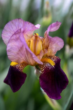 Iris germanica purple flower in the garden design.