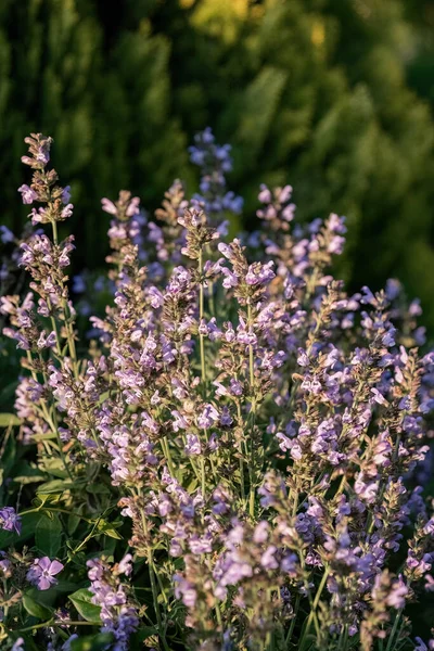 Salvia officinalis purple evergreen medical plant for herbal tea.