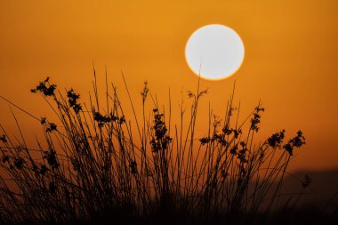Beautiful sunset colours with tree silhouette.