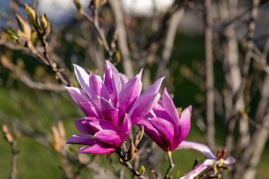Magnolia liliiflora Nigra pink flower in the garden design.
