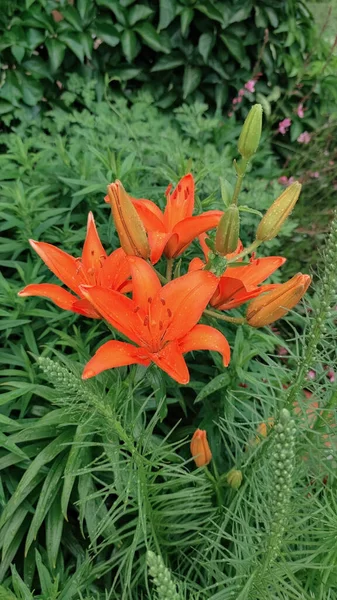 Asiatic lily or lilium bulbiferum orange flower in the garden design.