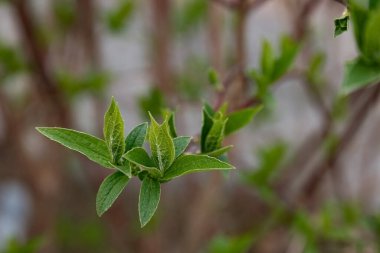 Philadelphus coronarius or sweet mock orange green leaves.