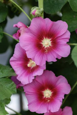 Alcea setosa or bristly hollyhock pink tall flower in the garden design.