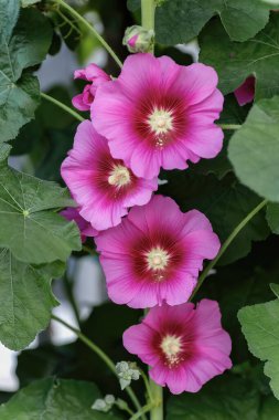 Alcea setosa or bristly hollyhock pink tall flower in the garden design.