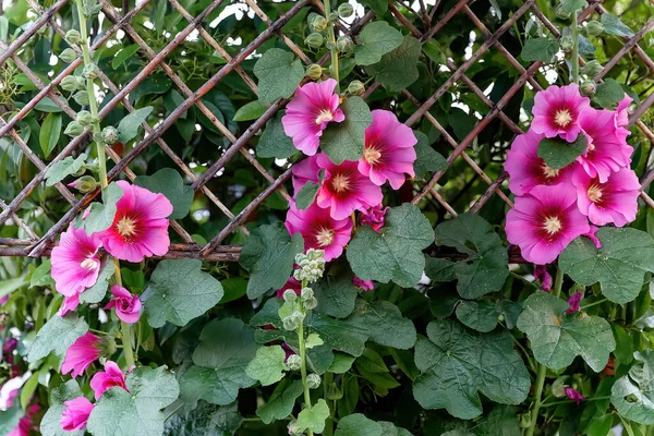 Alcea Setosa Rose Vif Hollyhock Fleur Haute Dans Conception Jardin — Photo