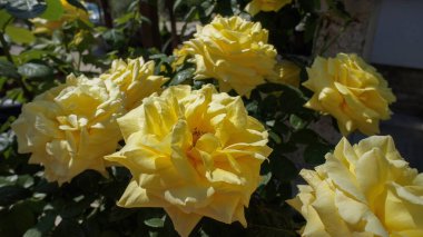 Persian rose or Rosa foetida Persiana yellow flowers in the garden design.