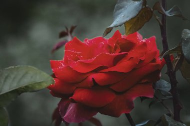 Rosa cinnamomea or cinnamon rose red flower with rain drops in the dark moody tone.