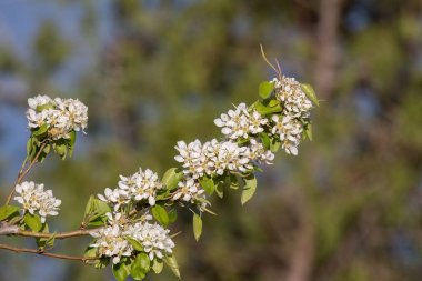 Pyrus communis or common pear tree white flowers with leaves close-up on bokeh background, selective focus, shallow DOF.