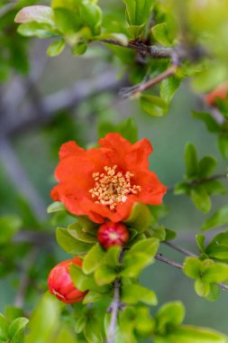 Pomegranate or Punica granatum red flowers with small fruit.