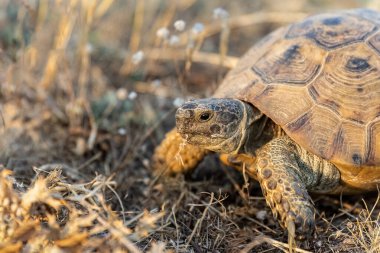 Turtle or Testudines walking on the ground close-up portrait.