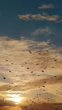 The flock of starlings birds on the evening sky Sunset color.