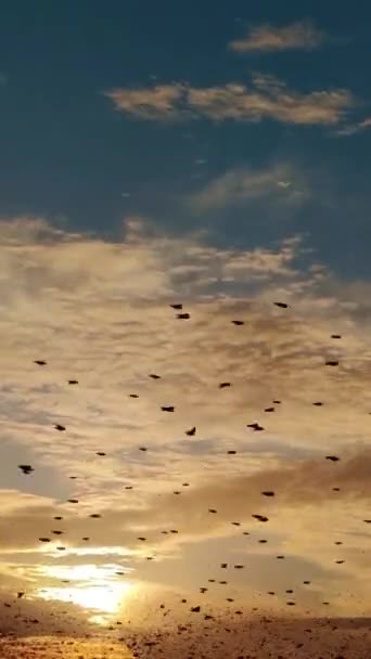 Flock Starlings Birds Evening Sky Sunset Color — Stock videók