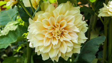 Dahlia pinnata ya da bahçe destanı Bahçedeki büyük sarı çiçek.