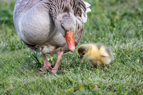Patos Família Com Bebê Bonito Patos Grama Perto Lago — Fotografia de Stock