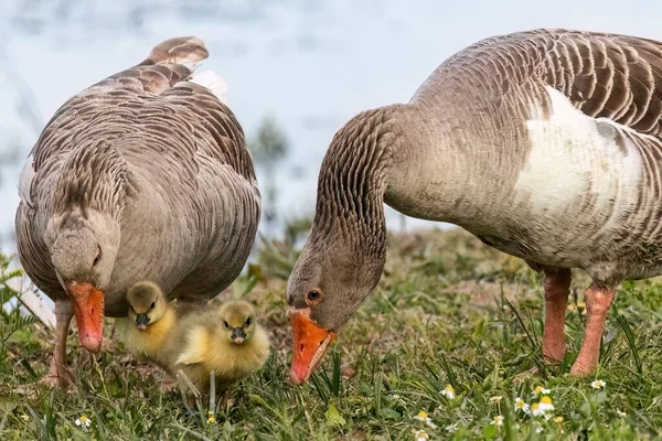 Ördek Ailesi Göl Kenarındaki Çimlerin Üzerinde Sevimli Yavru Ördekleri Var — Stok fotoğraf