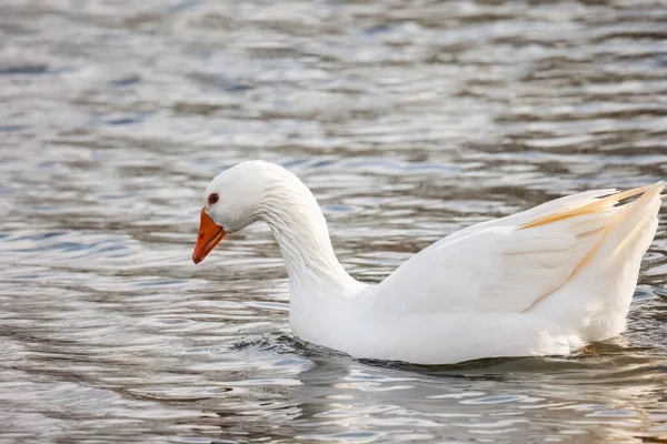 Beautiful White Duck Goose Swimming Lake River — Stock Photo, Image