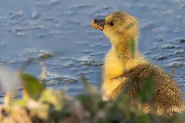 Şirin Bir Yavru Ördek Göl Kenarında Çimlerin Üzerinde Yürüyor — Stok fotoğraf