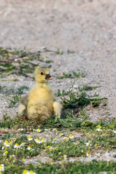 Şirin Bir Yavru Ördek Göl Kenarında Çimlerin Üzerinde Yürüyor — Stok fotoğraf
