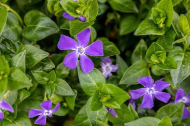 Vinca major ya da daha büyük menekşe menekşesi bahçe tasarımında.