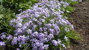 Phlox subulate ya da sürünen yosun Phlox bahçe tasarımında mavi küçük çiçekler.